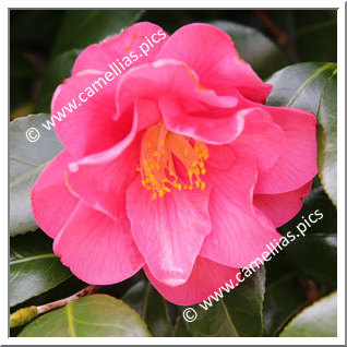 Camellia Japonica 'Beni-fuku-musume'