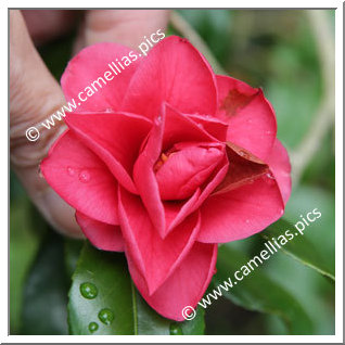 Camellia Japonica 'Beni-no-tsurugi'