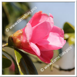 Camellia Wabisuke 'Beni-wabisuke'