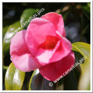 Camellia Wabisuke 'Beni-wabisuke'