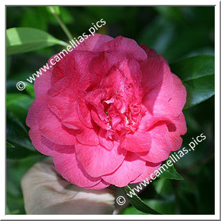 Camellia Japonica 'Benibotan'