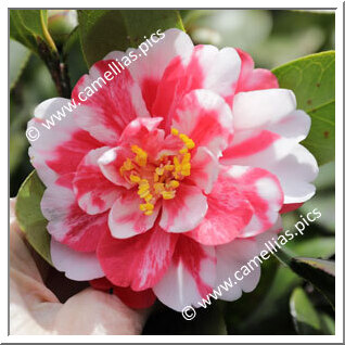 Camellia Japonica 'Benichidori'