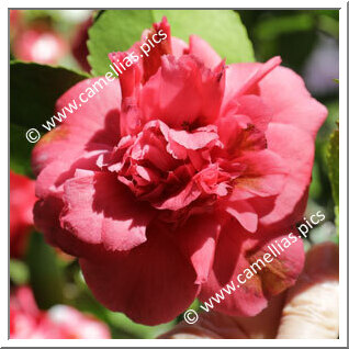 Camellia Japonica 'Benidaikagura'