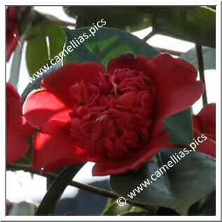 Camellia Japonica 'Benikarako'