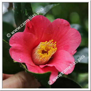 Camellia Japonica 'Benikosuzume'