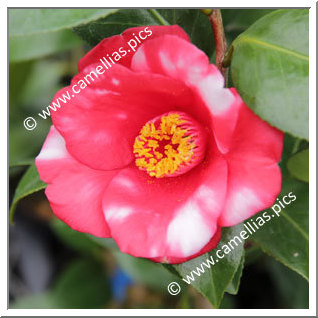 Camellia Japonica 'Beni-shiro-bijin'