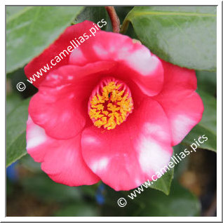 Camellia Japonica 'Beni-shiro-bijin'