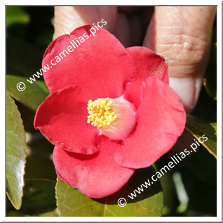 Camellia Japonica 'Benitsukasa '