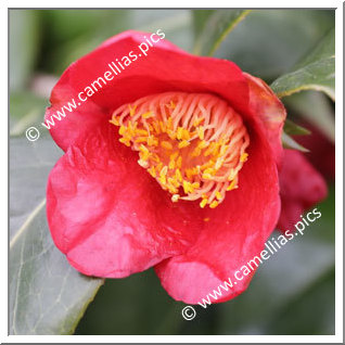 Camellia Japonica 'Beniyuki'