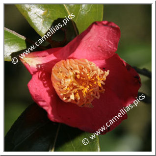 Camellia Japonica 'Beniyuki'