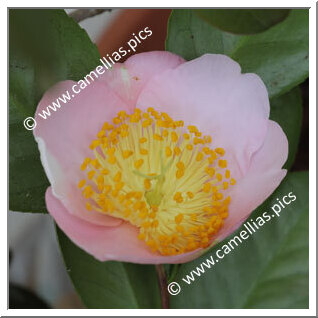 Camellia Higo Camellias 'Benizakura'