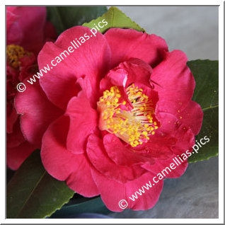 Camellia Japonica 'Benjamin'