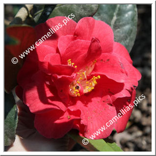 Camellia Japonica 'Benjamin'