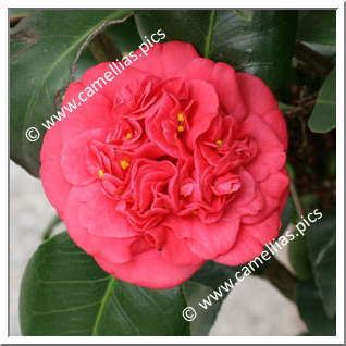 Camellia Japonica 'Bénodet'