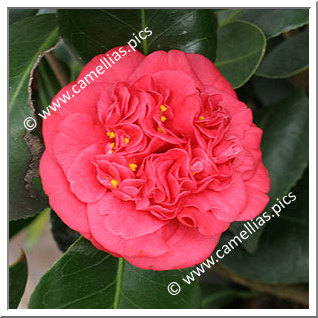 Camellia Japonica 'Bénodet'