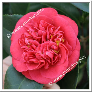 Camellia Japonica 'Bénodet'