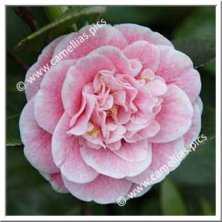 Camellia Japonica 'Bénodet Panaché'