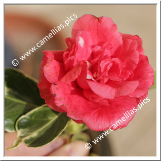 Camellia Japonica 'Benten-kagura'