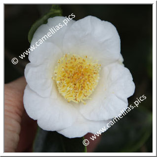 Camellia Japonica 'Benten-shiratama'