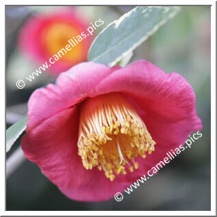 Camellia Japonica 'Benten-tsubaki '