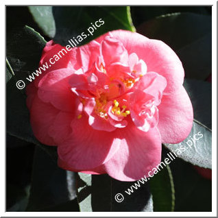 Camellia Japonica 'Bérènice'