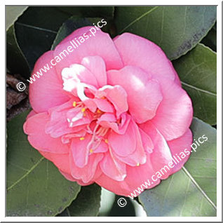 Camellia Japonica 'Bérènice'