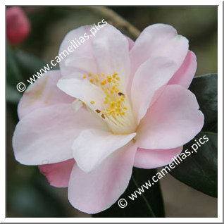 Camellia Japonica 'Berenice Boddy'