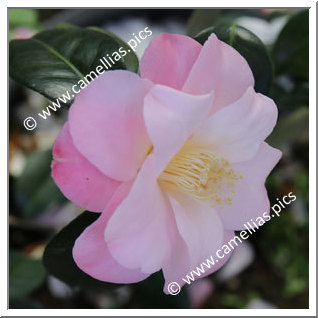 Camellia Japonica 'Berenice Boddy'