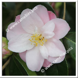 Camellia Japonica 'Berenice Boddy'