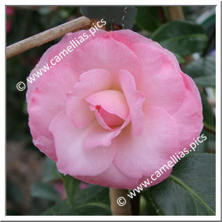 Camellia Japonica 'Berenice Perfection'