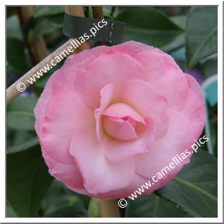 Camellia Japonica 'Berenice Perfection'