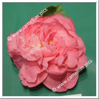 Camellia Reticulata 'Mary A. Bergamini'