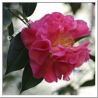Camellia Hybrid 'Bernadette Karsten'
