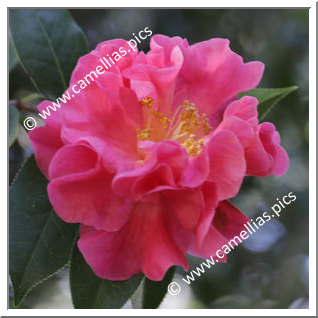 Camellia Hybrid 'Bernadette Karsten'