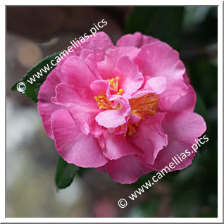 Camellia Sasanqua 'Bert Jones'