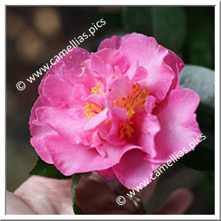 Camellia Sasanqua 'Bert Jones'