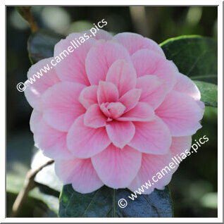 Camellia Japonica 'Berta Giglioli'