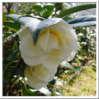 Camellia Japonica 'Mrs Bertha A. Harms'