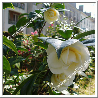 Camellia Japonica 'Mrs Bertha A. Harms'