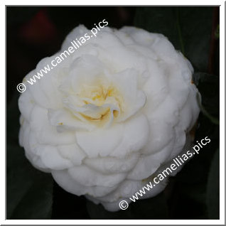 Camellia Japonica 'Bertha Ravené'