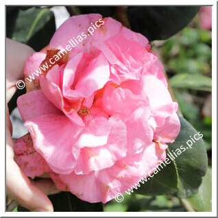Camellia Reticulata 'Beryl's Choice'