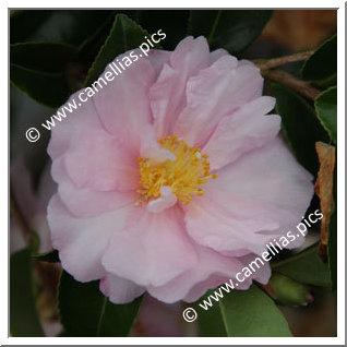 Camellia Sasanqua 'Bettie Patricia'