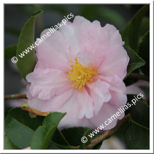 Camellia Sasanqua 'Bettie Patricia'