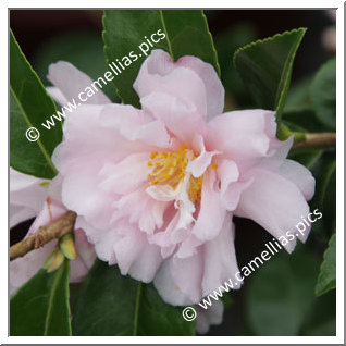 Camellia Sasanqua 'Bettie Patricia'