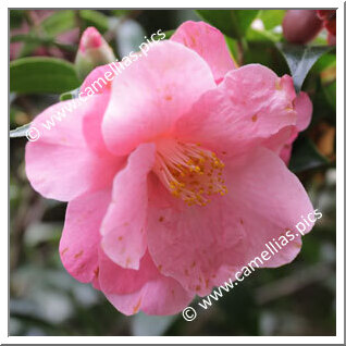 Camellia Hybride 'Bett's Supreme'