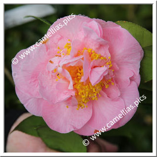 Camellia Japonica 'Betty Cuthbert'