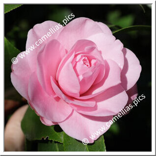 Camellia Hybrid C.x williamsii 'Betty Ridley'