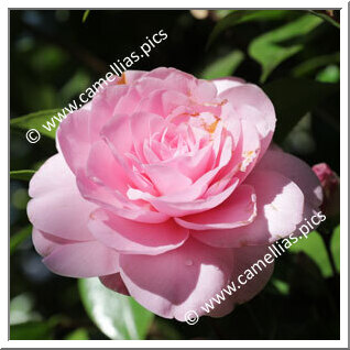 Camellia Hybride C.x williamsii 'Betty Ridley'
