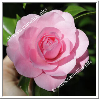 Camellia Hybrid C.x williamsii 'Betty Ridley'