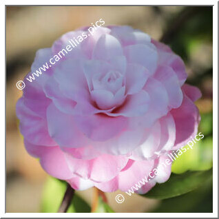 'Betty Ridley Variegated'